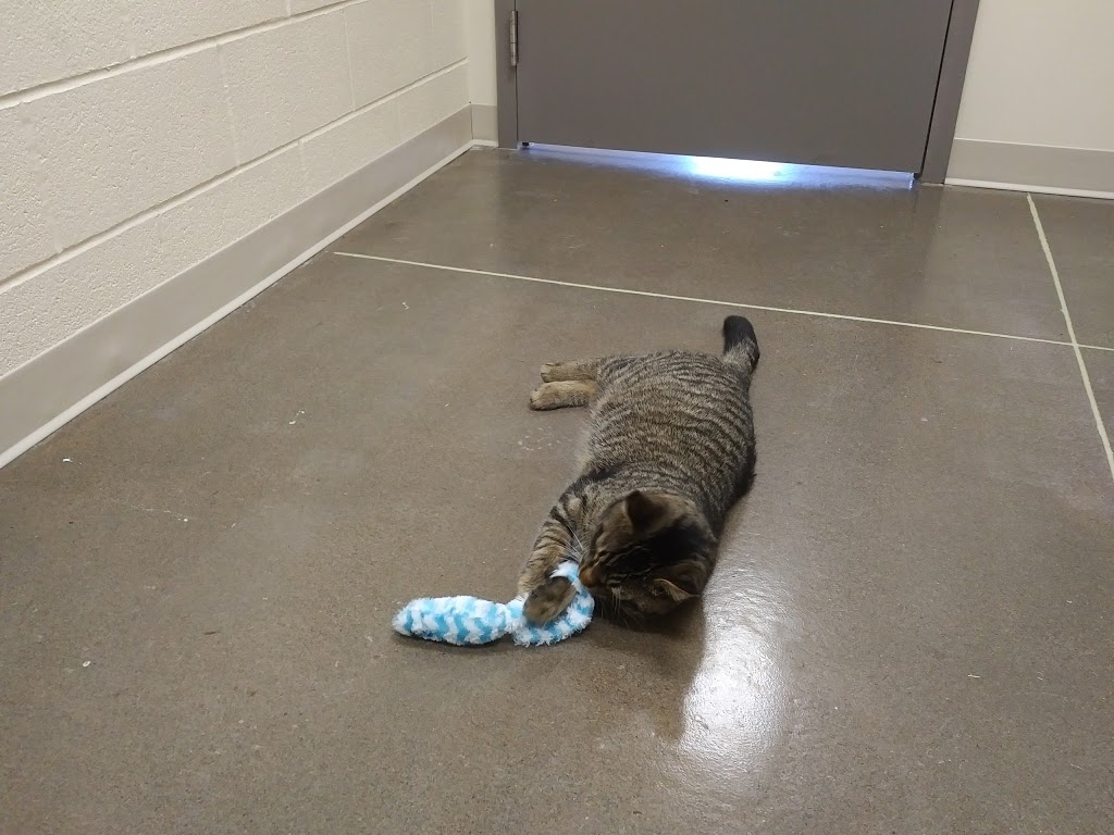 Stratford-Perth Humane Society | 125 Griffith Rd, Stratford, ON N5A 6S4, Canada | Phone: (519) 273-6600