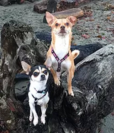 Four Paws Pet Grocery & Boutique - Pet Food and Supplies Sidney  | 305-9810 Seventh St, Sidney, BC V8L 4W6, Canada | Phone: (250) 656-5553