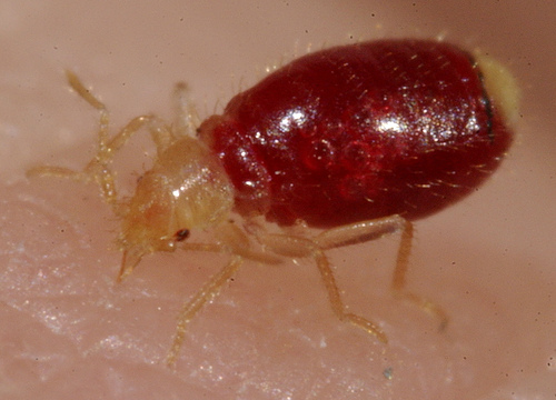 NICE PEST CONTROL | 49 Miramar St, Brampton, ON L6R 2S6, Canada | Phone: (416) 995-9877