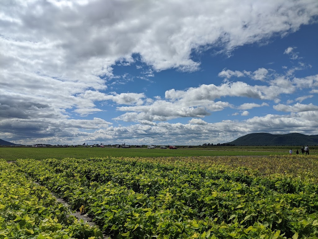 Ferme Mario Beauregard | 2025 Rang St.-Simon, Sainte-Madeleine, QC J0H 1S0, Canada | Phone: (450) 795-3978