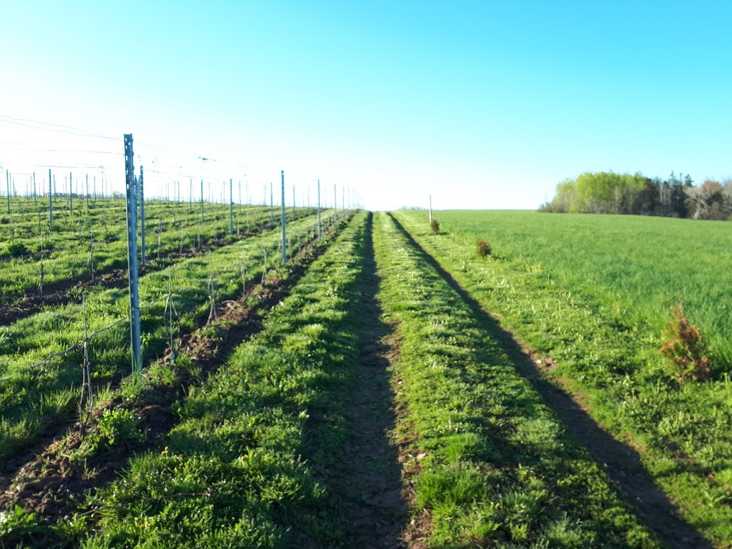 Raven Hill Vineyards | 11140 Nova Scotia Trunk 1, Wolfville, NS B4P 2R1, Canada | Phone: (902) 690-5619