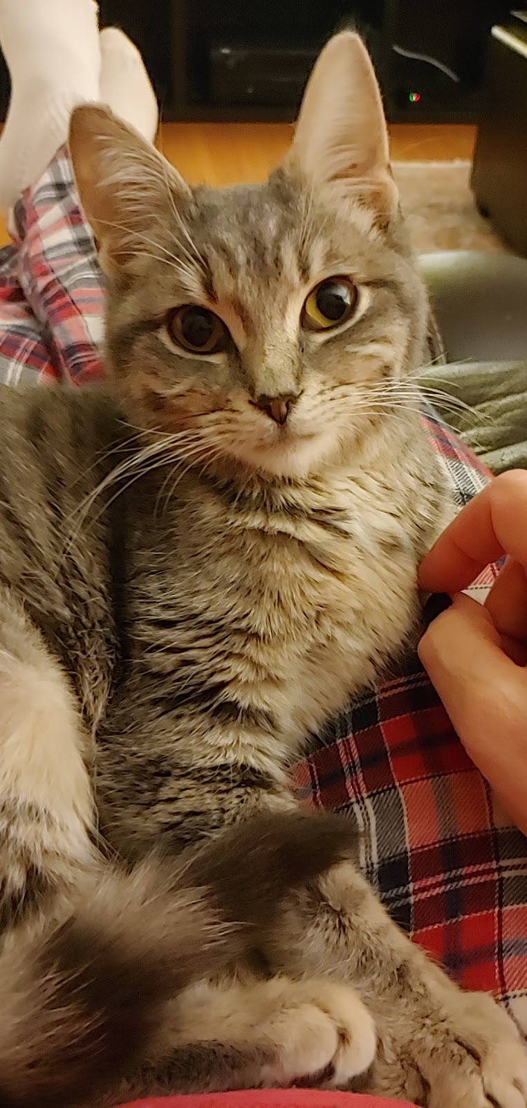 SPCA Fort Erie | 410 Jarvis St, Fort Erie, ON L2A 2T1, Canada | Phone: (905) 871-2461