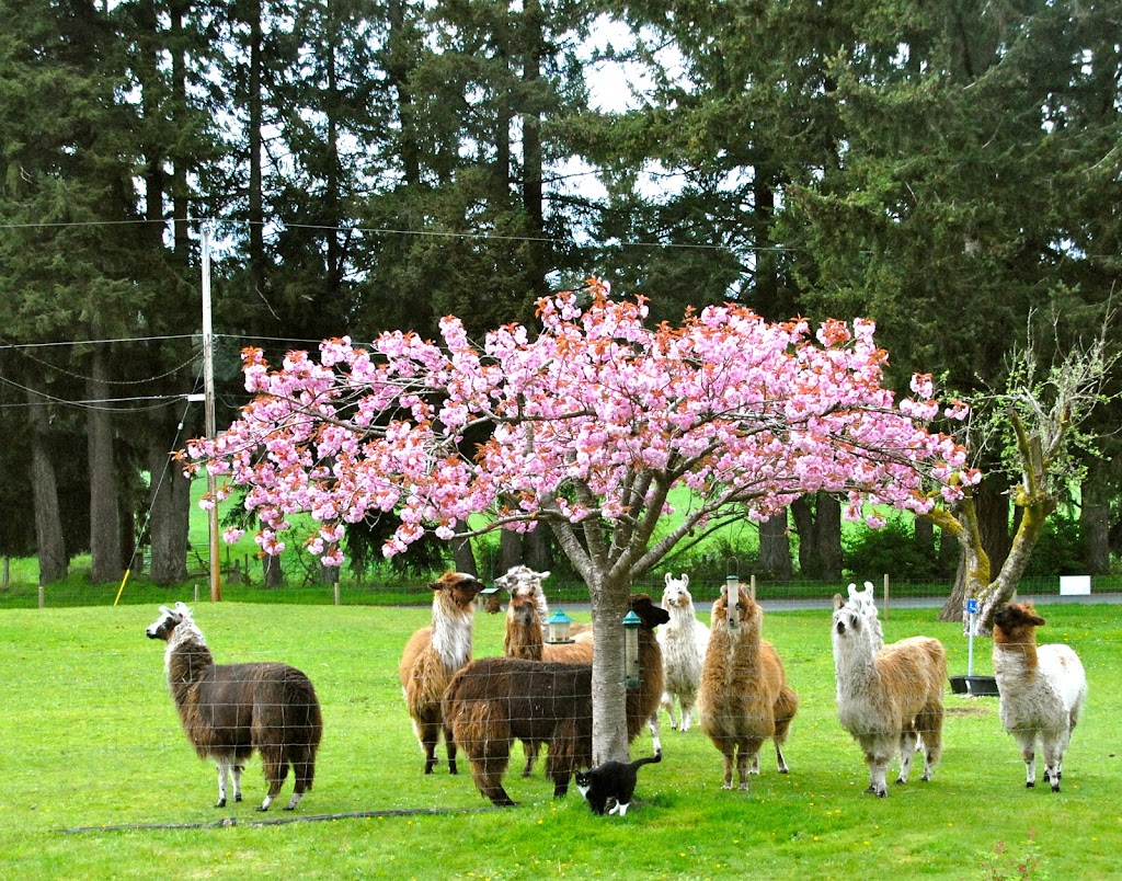 Woosterville Mini-Llama Farm | 4135 Hillbank Rd, Duncan, BC V9L 6M1, Canada | Phone: (250) 815-0210