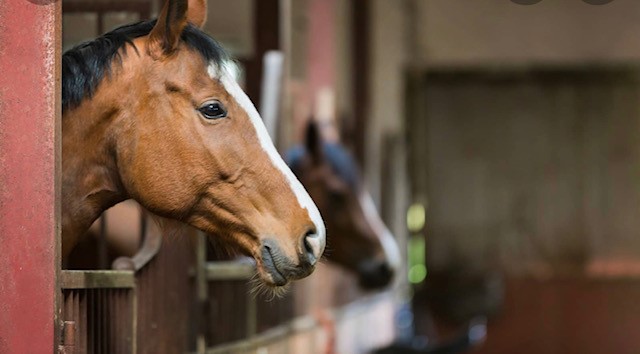 Affordable horse boarding | 10207 Guelph Line, Campbellville, ON L0P 1B0, Canada | Phone: (647) 675-5348