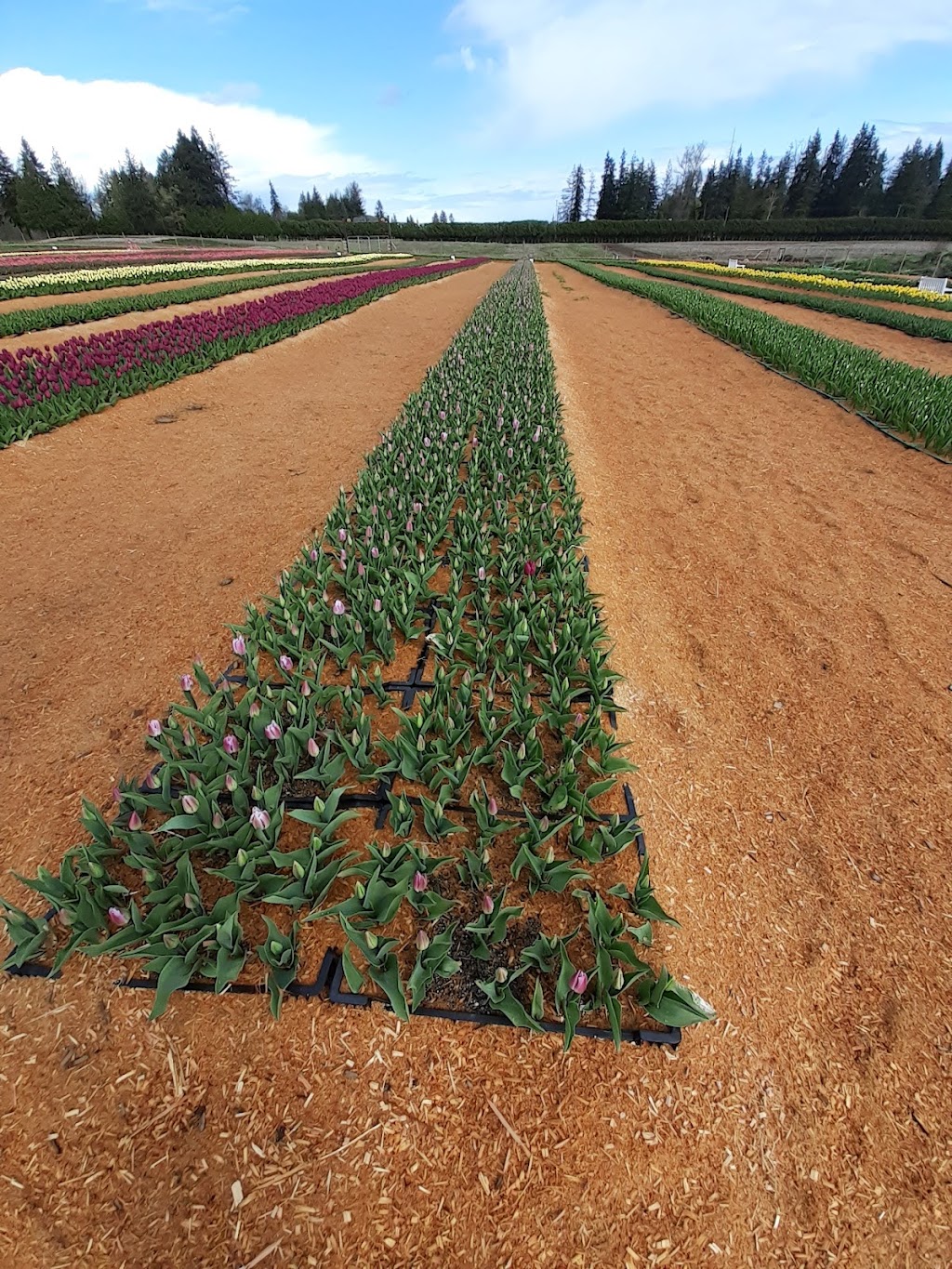 Big Ds Bees | 2186 Endall Rd, Black Creek, BC V9J 1G8, Canada | Phone: (250) 202-1999