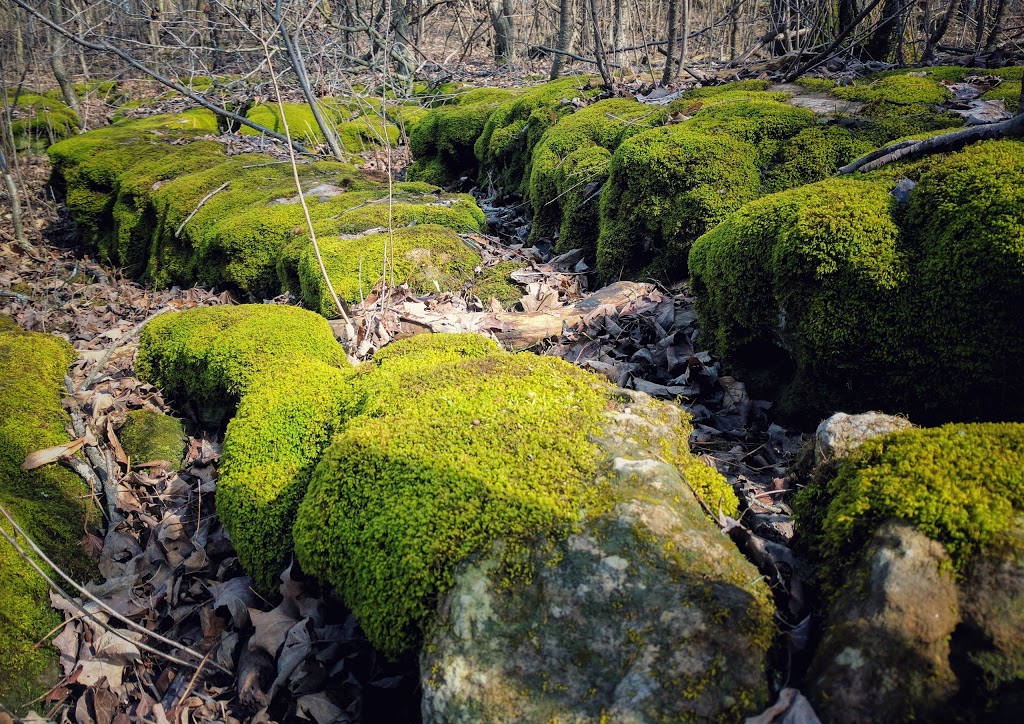 Eramosa Karst Conservation Area | Upper Mt Albion Rd, Stoney Creek, ON L8J 3X9, Canada | Phone: (905) 627-1233