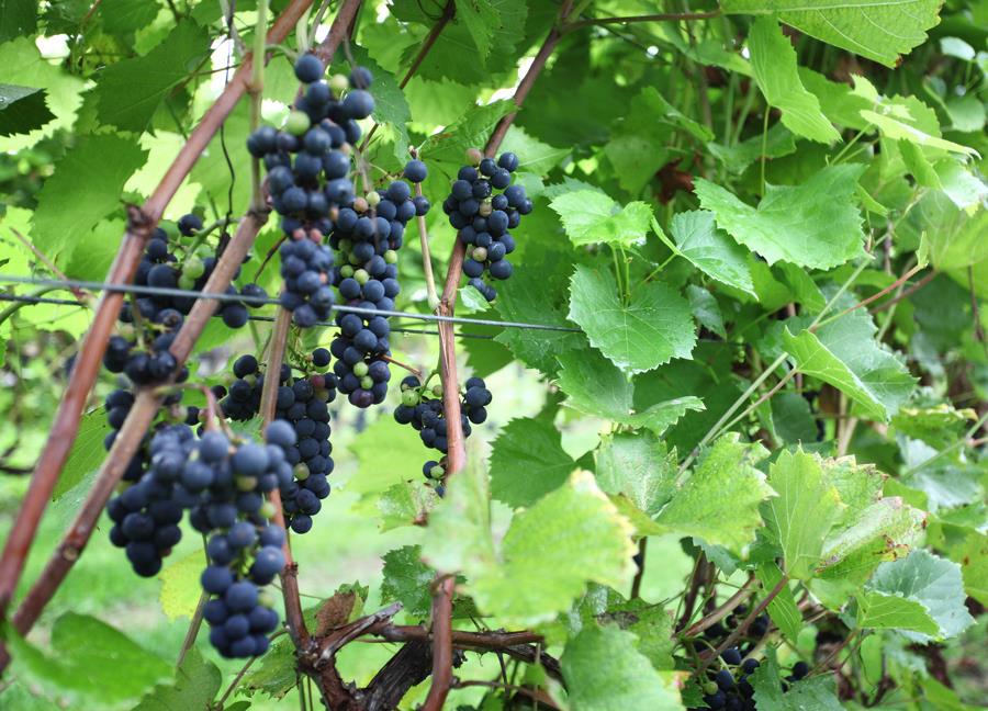 Vignoble Saint-Thomas | 1101 Rang S, Saint-Thomas, QC J0K 3L0, Canada | Phone: (450) 750-4735