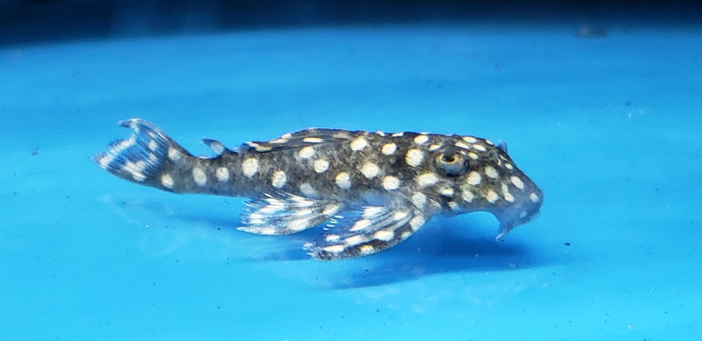 Magical Aquarium Club | 1911 Kennedy Rd unit 108, Scarborough, ON M1P 2L9, Canada | Phone: (416) 297-0010