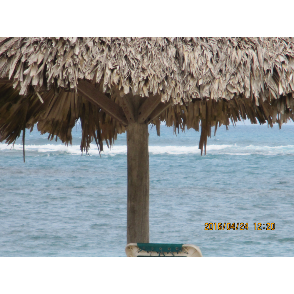 Sous Les Cocotiers | 7777 Boulevard Guillaume-Couture, Lévis, QC G6V 6Z1, Canada | Phone: (418) 603-1311