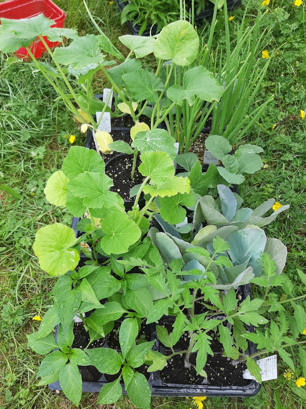 West River Greenhouses | 509, NS-376, Central West River, NS B0K 1H0, Canada | Phone: (902) 925-2088