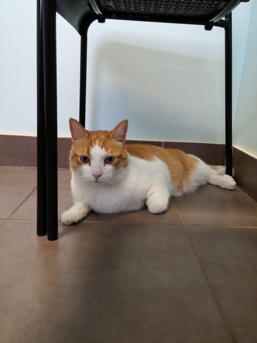 16thAve Animal Hospital | 5970 16th Ave #104, Markham, ON L3P 3J3, Canada | Phone: (905) 554-7210