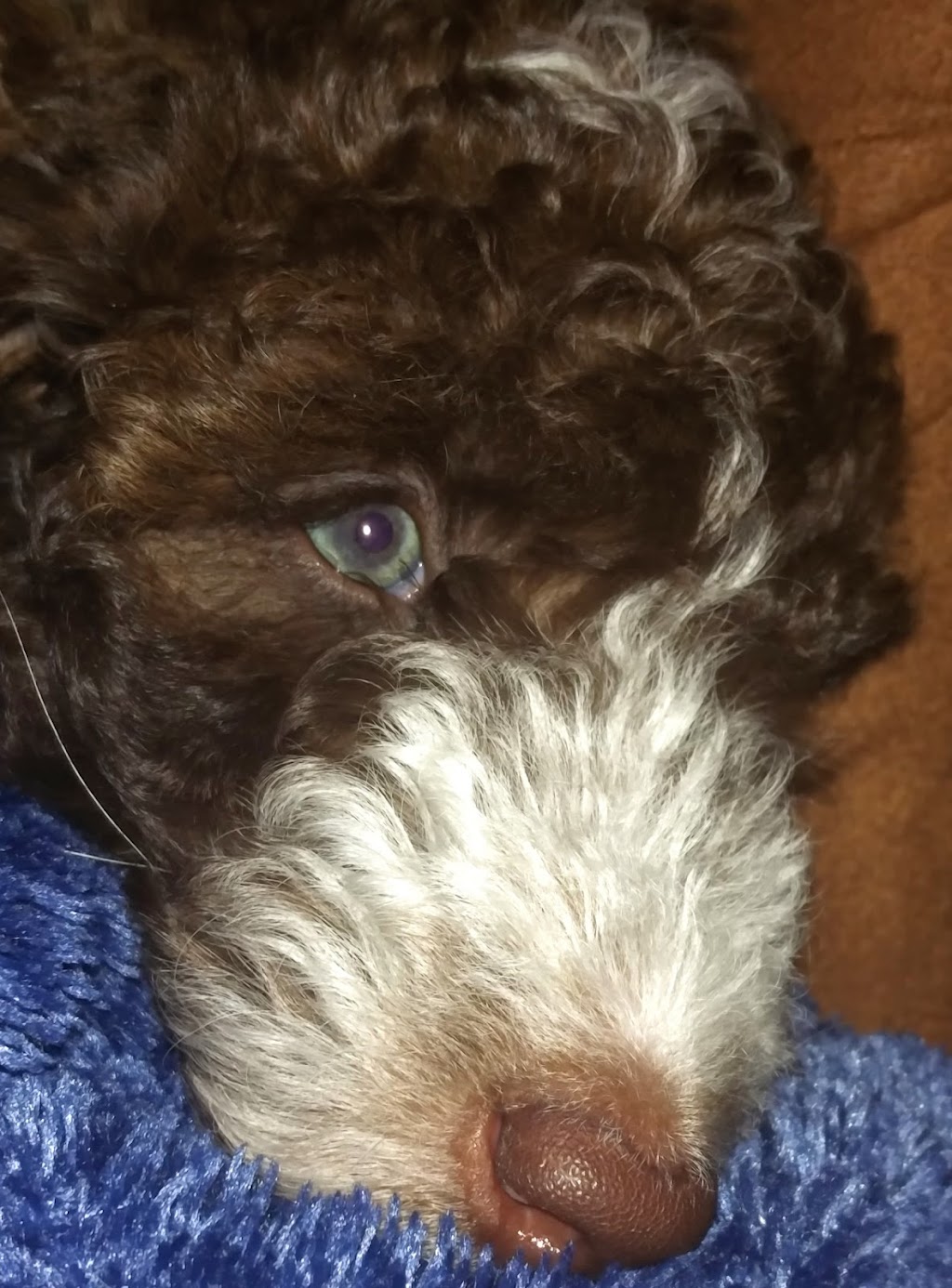 Atlantic Veterinary Hospital | 125 Hampton Rd, Rothesay, NB E2E 2N7, Canada | Phone: (506) 847-2400