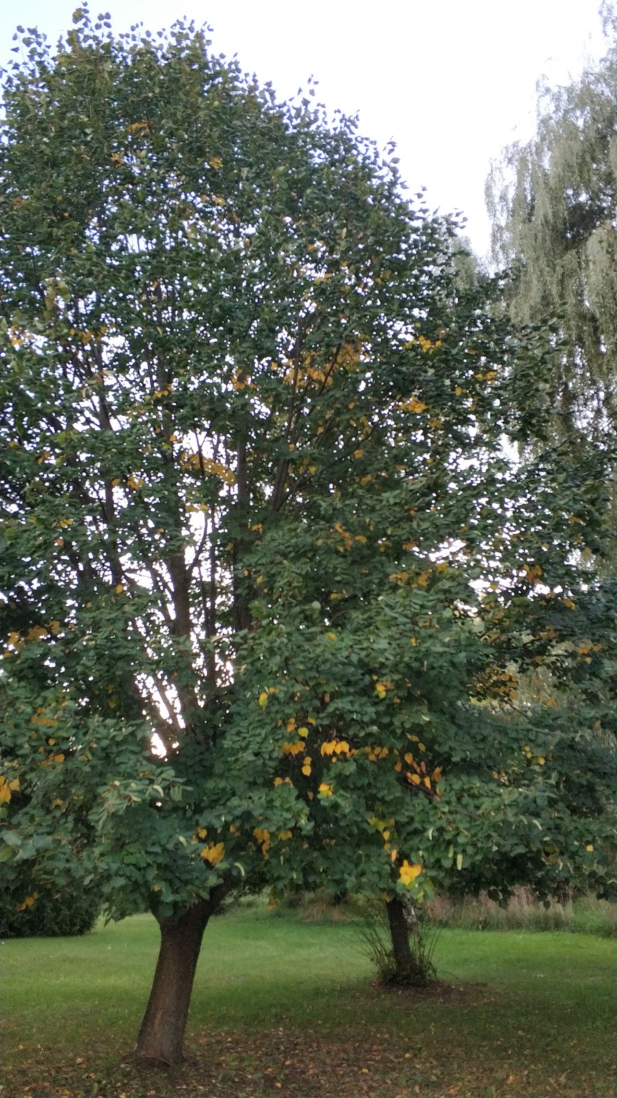 South Innisfil Arboretum | 1474 Shore Acres Dr, Gilford, ON L0L 1R0, Canada