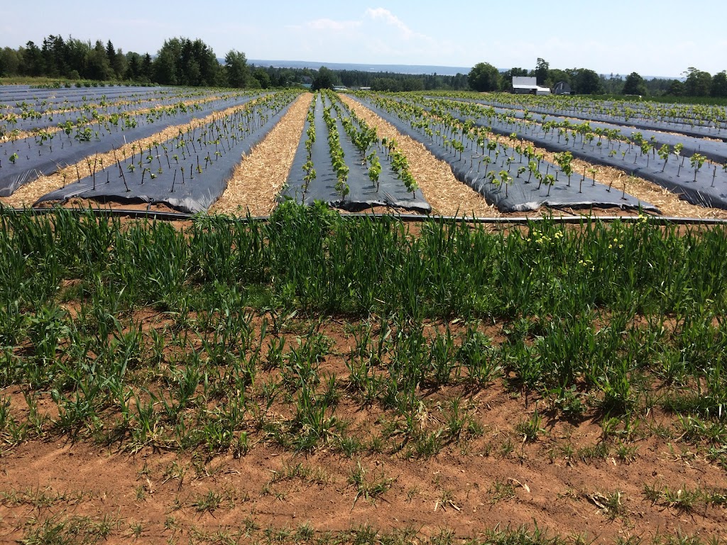 Millen Farms Ltd | 80 Little Dyke Rd, Great Village, NS B0M 1L0, Canada | Phone: (902) 662-3848