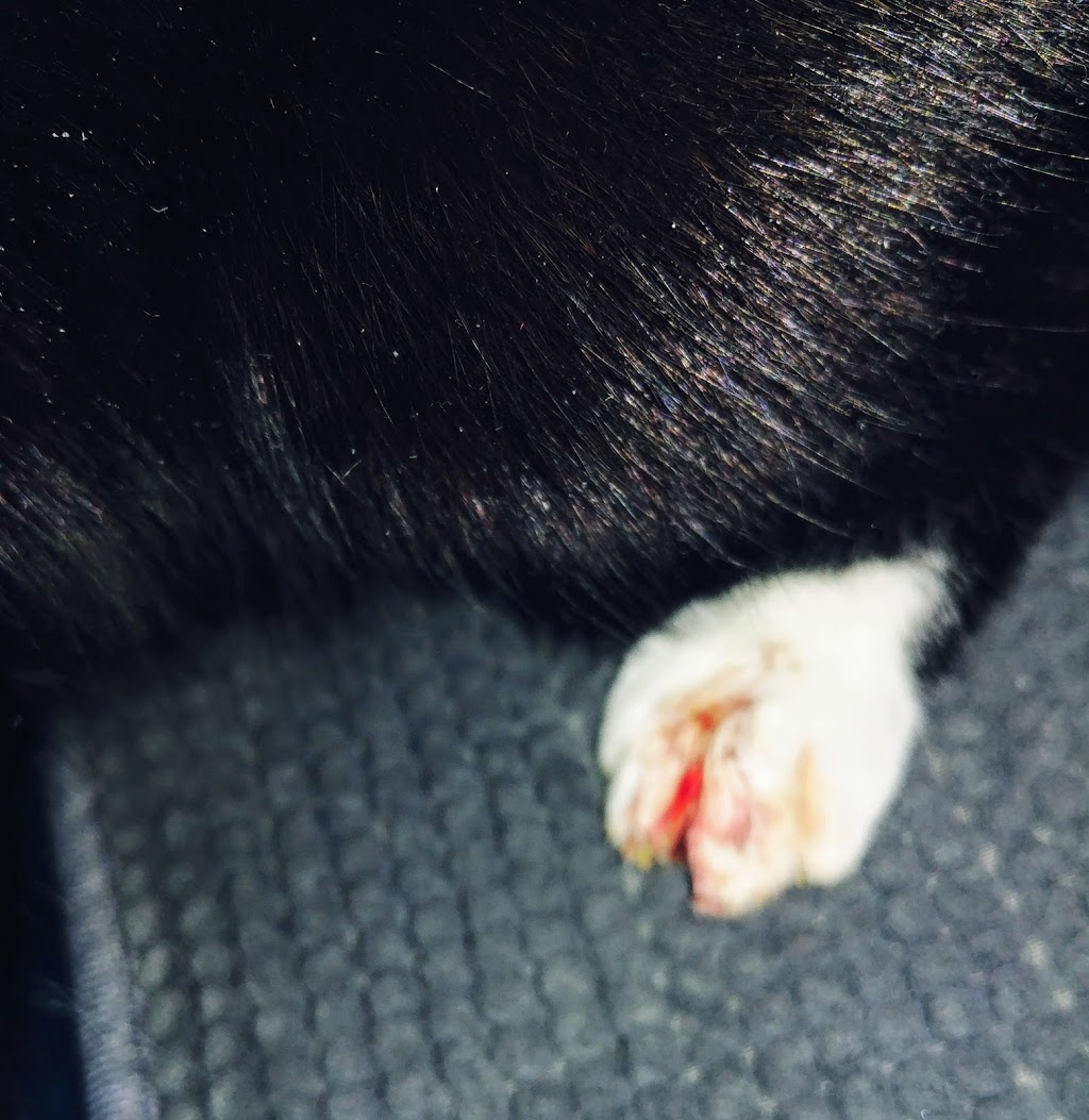 Stittsville Small Animal Clinic | 1648 Stittsville Main St, Stittsville, ON K2S 1A6, Canada | Phone: (613) 836-5040