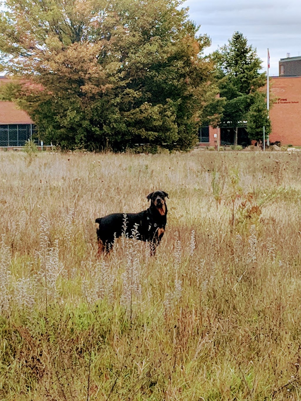 Stratford Dog Park | 159 Packham Rd, Stratford, ON N5A 6S4, Canada