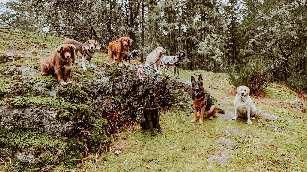 Dedras Dogs | Dog Walker Victoria BC | 101 Island Hwy #230, Victoria, BC V9B 1E8, Canada | Phone: (250) 880-5206
