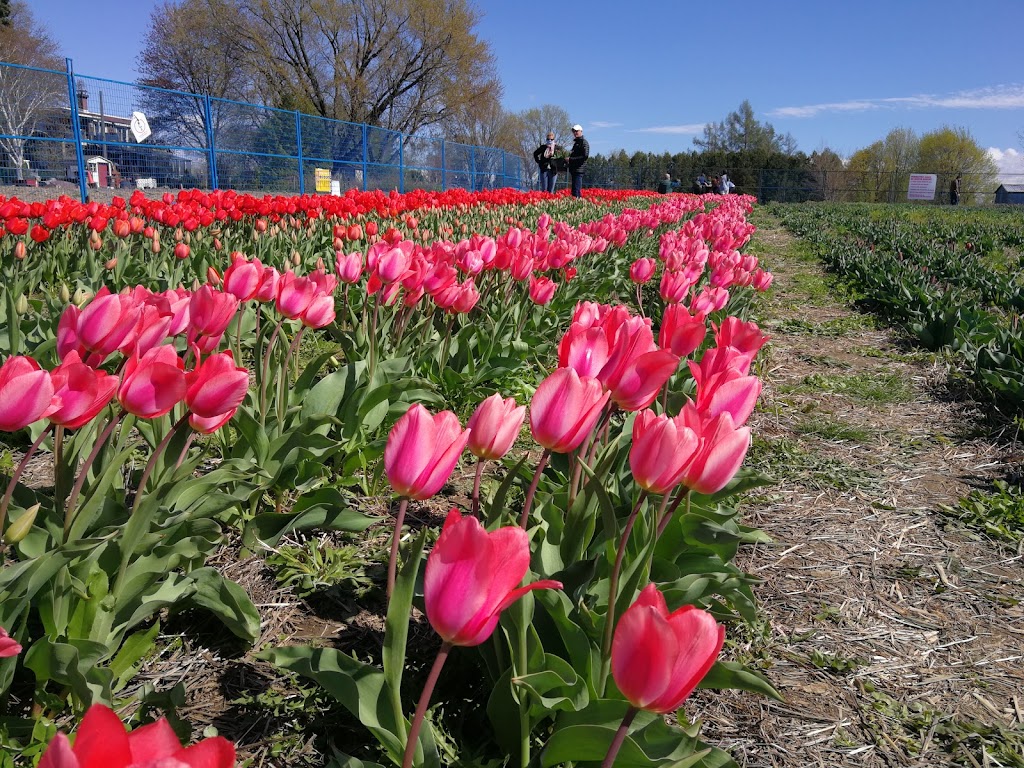 Tulipes.ca | 1055 Rue Principale, 1201 Chem. du Général Vanier, Laval, QC H7X 0C9, Canada | Phone: (450) 639-5145