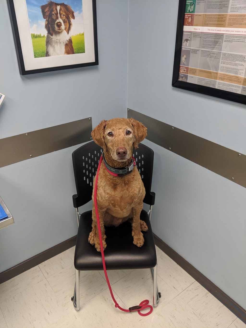Prevost Veterinary Clinic | 1057 Canada Ave, Duncan, BC V9L 1V2, Canada | Phone: (250) 746-7178