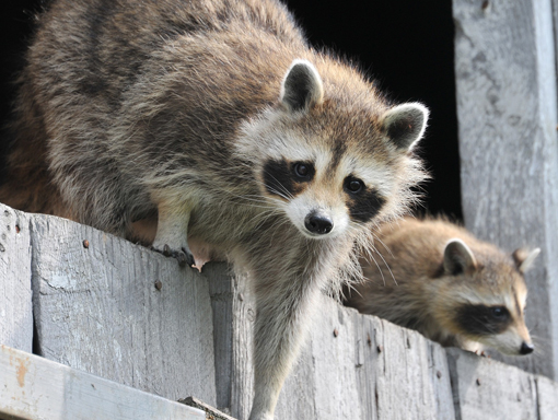 Contact Pest Control | 1955 Victoria Park Ave #10, Scarborough, ON M1R 0C9, Canada | Phone: (647) 709-4856