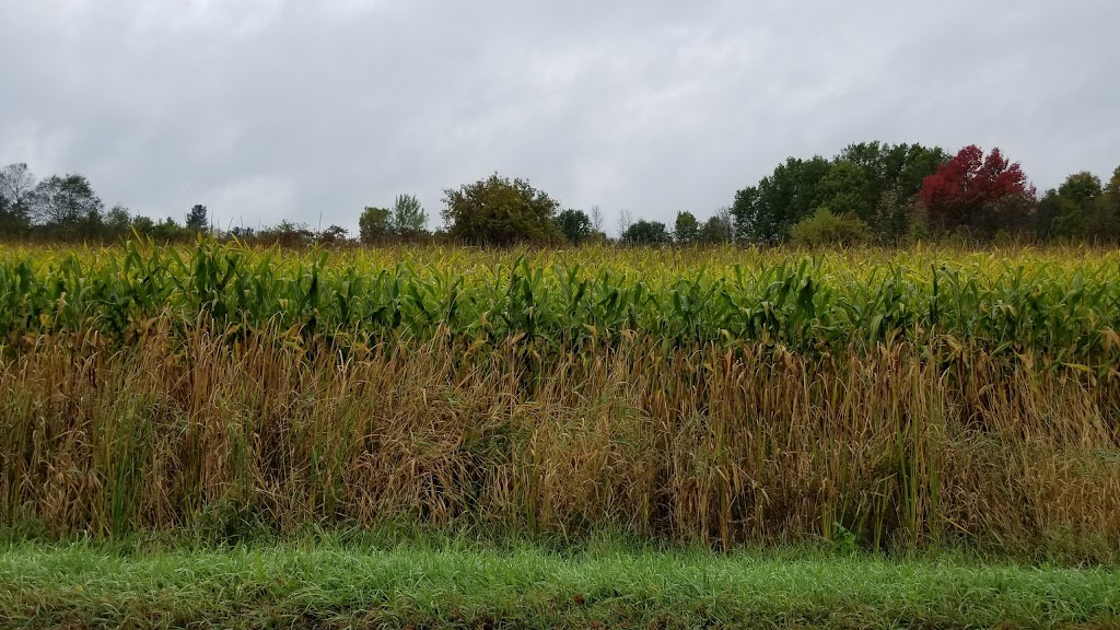 Lyn Valley Conservation Area | 90 Lyn Valley Rd, Lyn, ON K0E 1M0, Canada | Phone: (613) 546-4228