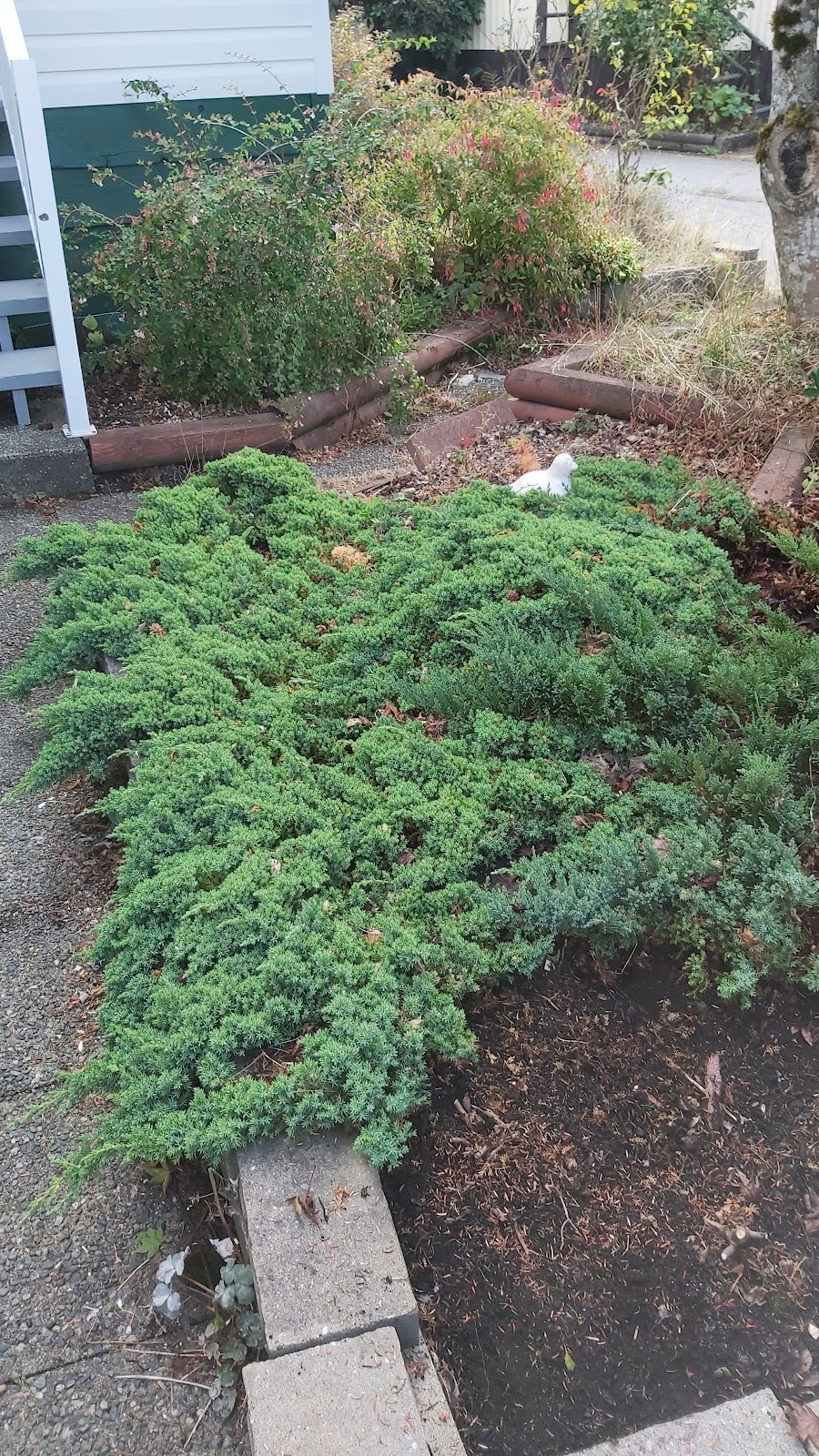 Raven Lawn and Garden | 939 Reeve Pl, Victoria, BC V9A 4R5, Canada | Phone: (250) 857-8206