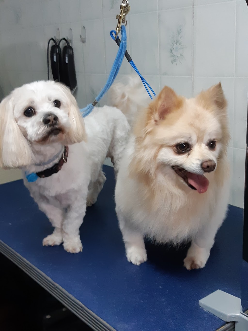 Millwood Pet Spa | 136 Millwood Dr, Middle Sackville, NS B4E 2W8, Canada | Phone: (902) 864-7381