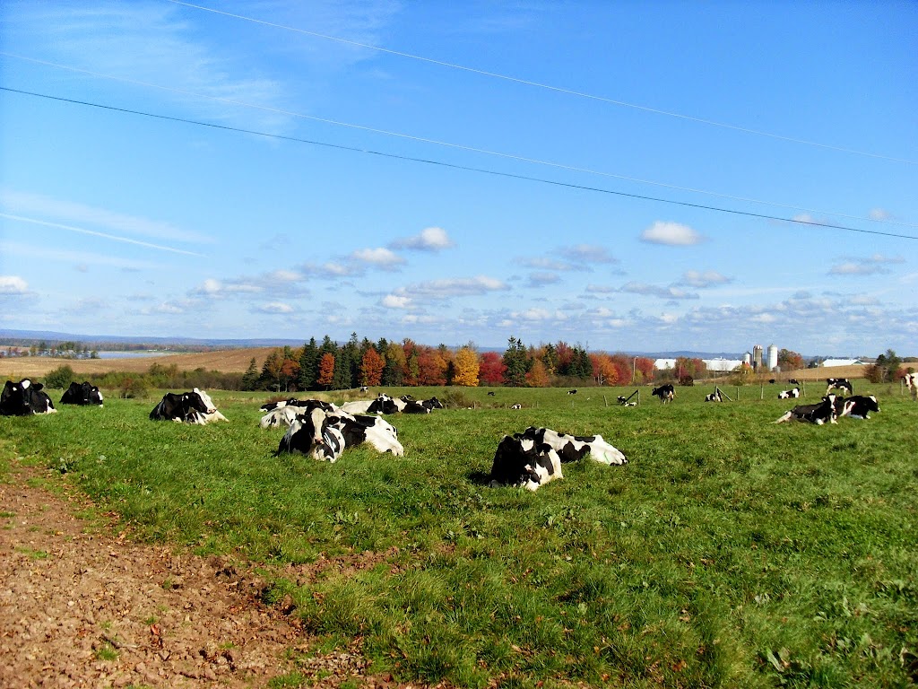 Nova Scotia Animal Breeders Co-op Ltd | Hwy 236, Lower Truro, NS B6L 1J9, Canada | Phone: (902) 895-1519