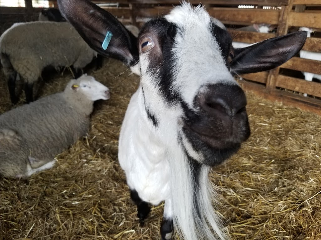 Brussels Livestock | R.R. # 3, Brussels, ON N0G 1H0, Canada | Phone: (519) 887-6461