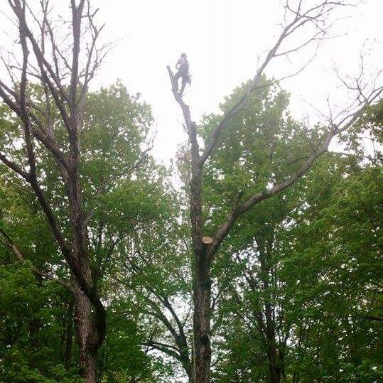 La Cime Arboriculture | 175 Rue Denis, Waterville, QC J0B 3H0, Canada | Phone: (819) 342-9242