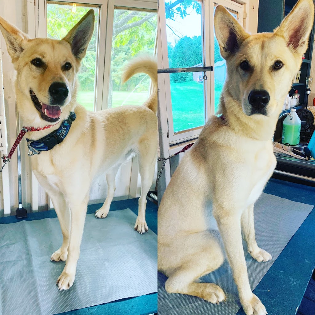 HolliePaws Grooming and Boutique | 4142 Newtonville Rd, Newtonville, ON L0A 1J0, Canada | Phone: (905) 243-6944