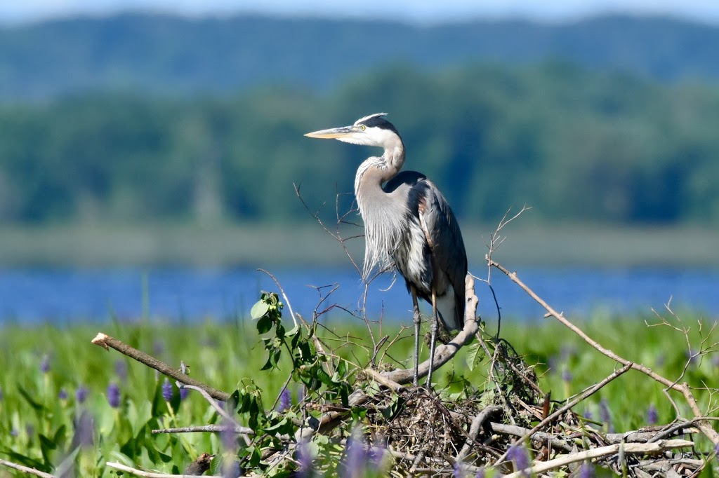 Parc national de Plaisance - Sepaq | 1001 Chemin de la Grande Presquîle, Plaisance, QC J0V 1S0, Canada | Phone: (418) 380-5875