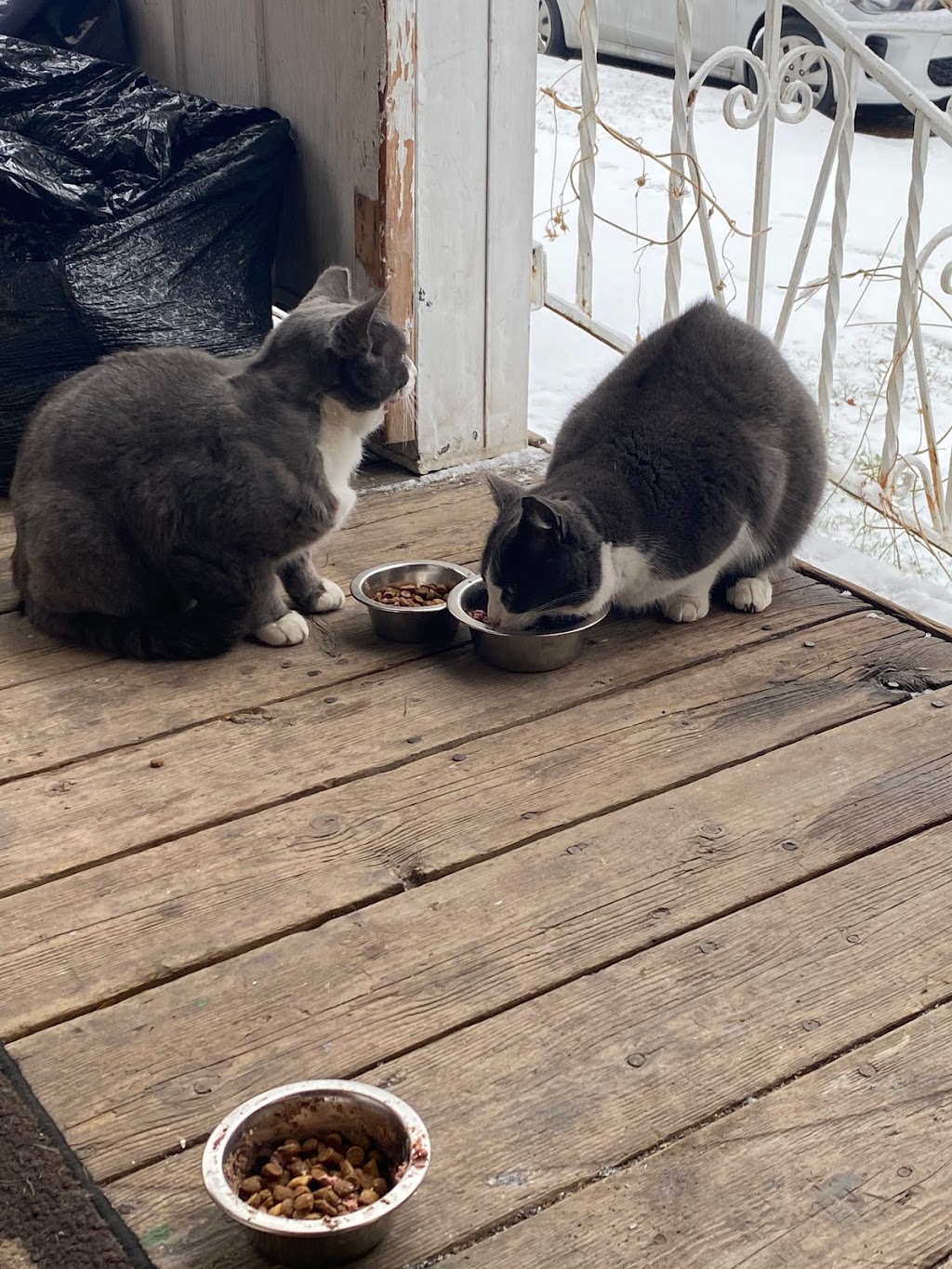 Hamilton Burlington SPCA | 245 Dartnall Rd, Hamilton, ON L8W 3V9, Canada | Phone: (905) 574-7722