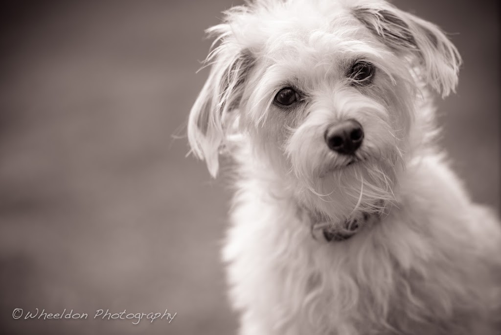 Hug-a-Pup Dogsitting Services | 380 Townline Rd E, Cayuga, ON N0A 1E0, Canada | Phone: (905) 772-7704