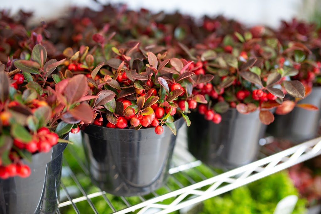 Floraworx | 3131 68 St NW #1, Calgary, AB T3B 2J4, Canada | Phone: (587) 507-8077