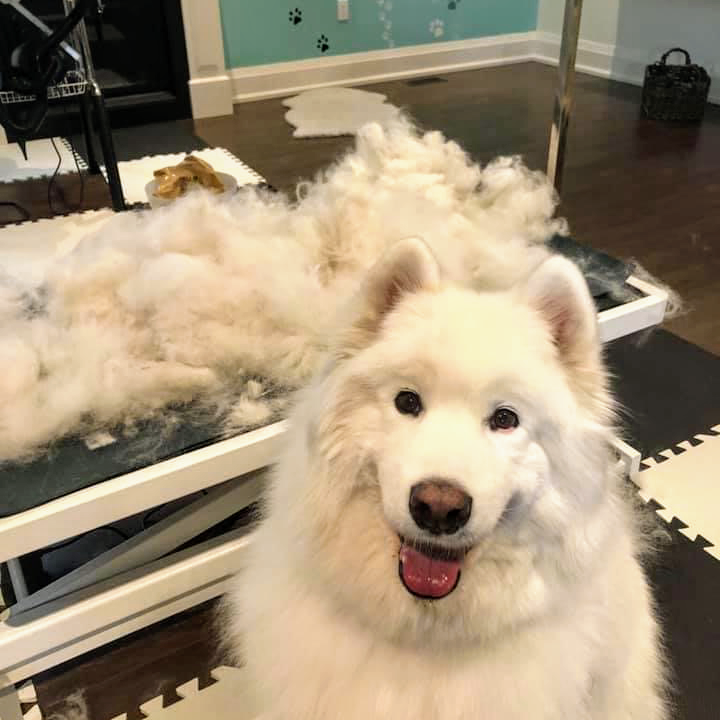 Grooming Loft Pet Salon | 187 Wilfred Ave, North York, ON M2N 5C8, Canada | Phone: (416) 836-2311