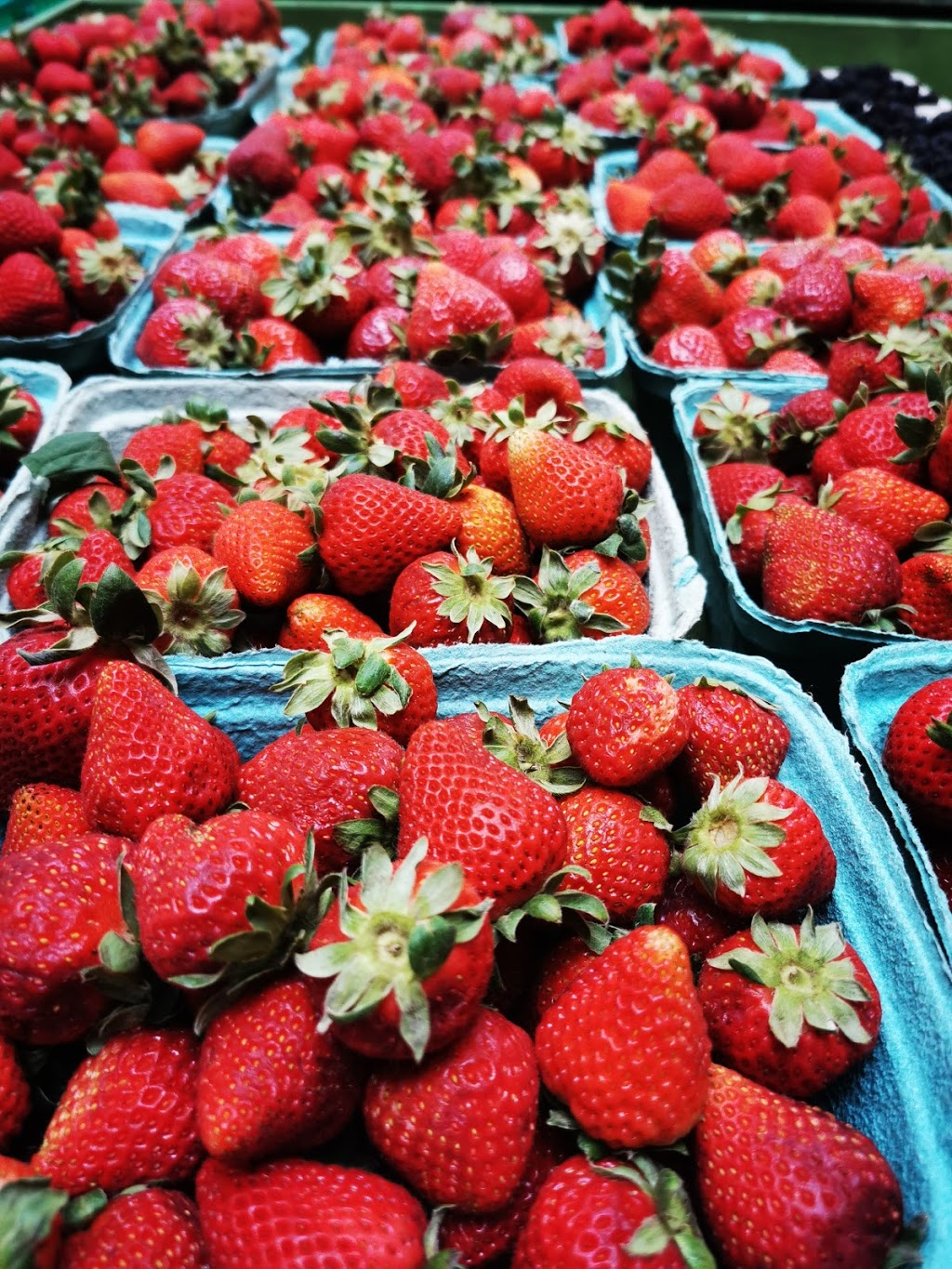 G J Farm | 11020 No 4 Rd, Richmond, BC V7A 2Z8, Canada | Phone: (604) 272-4033