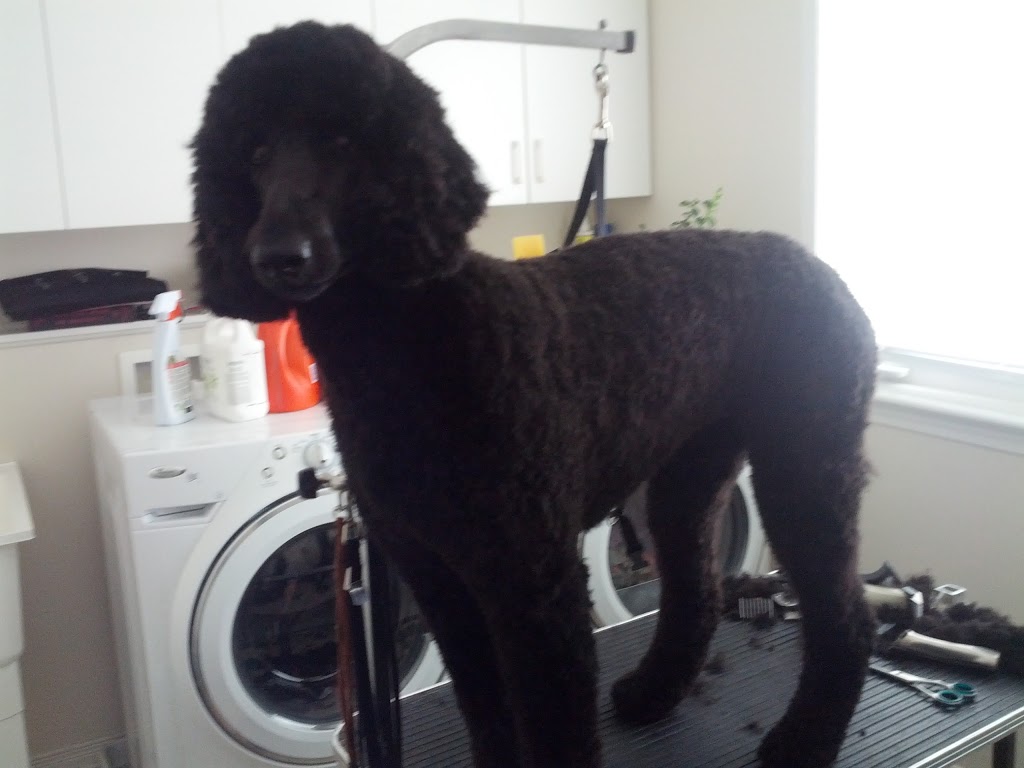 Andreas Mobile Grooming | Almonte, ON K0A 1A0, Canada | Phone: (613) 256-6624