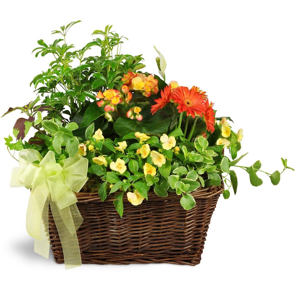 KW Flowers | 28 Laurel St, Waterloo, ON N2J 2H2, Canada | Phone: (519) 742-3545