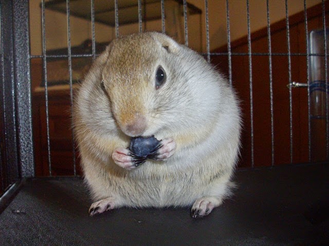 Yale Road Adoptables | 10045 Yale Rd, Avoca, MI 48006, USA