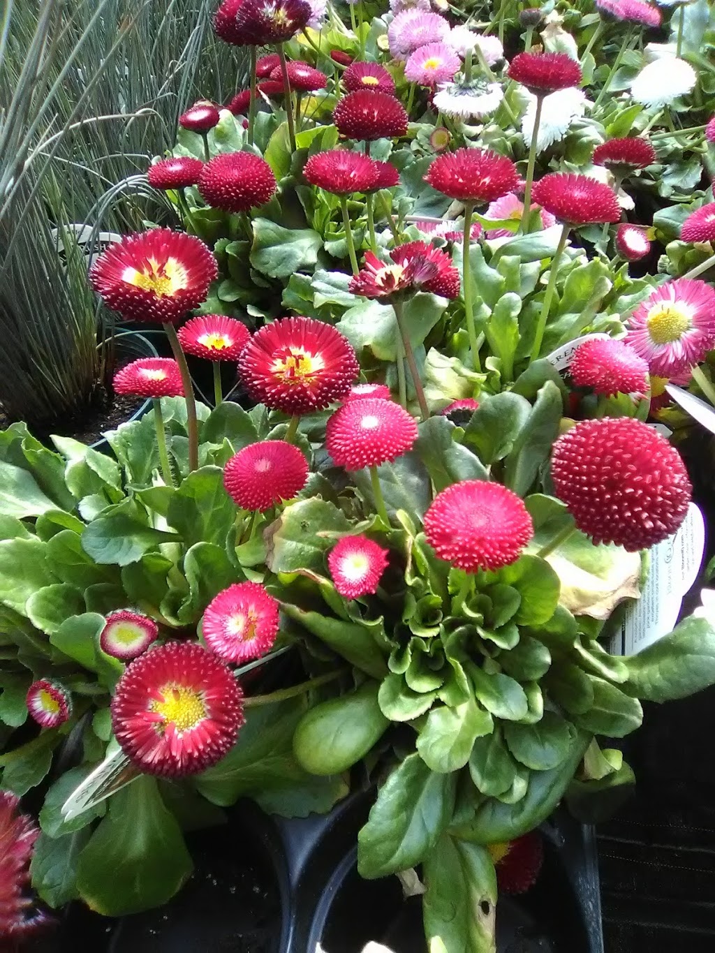Coles Florist & Garden Centre | 147 Main St E, Grimsby, ON L3M 1P2, Canada | Phone: (905) 945-2219