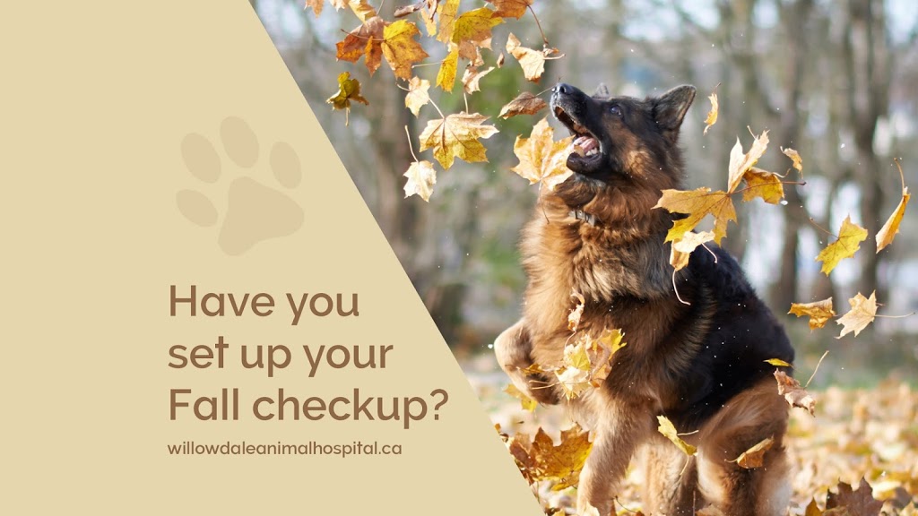 Willowdale Animal Hospital Toronto | 256 Sheppard Ave W, North York, ON M2N 1N3, Canada | Phone: (416) 222-5409