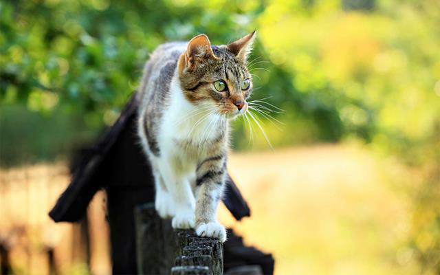 Aldershot Animal Hospital | 475 Enfield Rd, Burlington, ON L7T 2X5, Canada | Phone: (905) 632-2211
