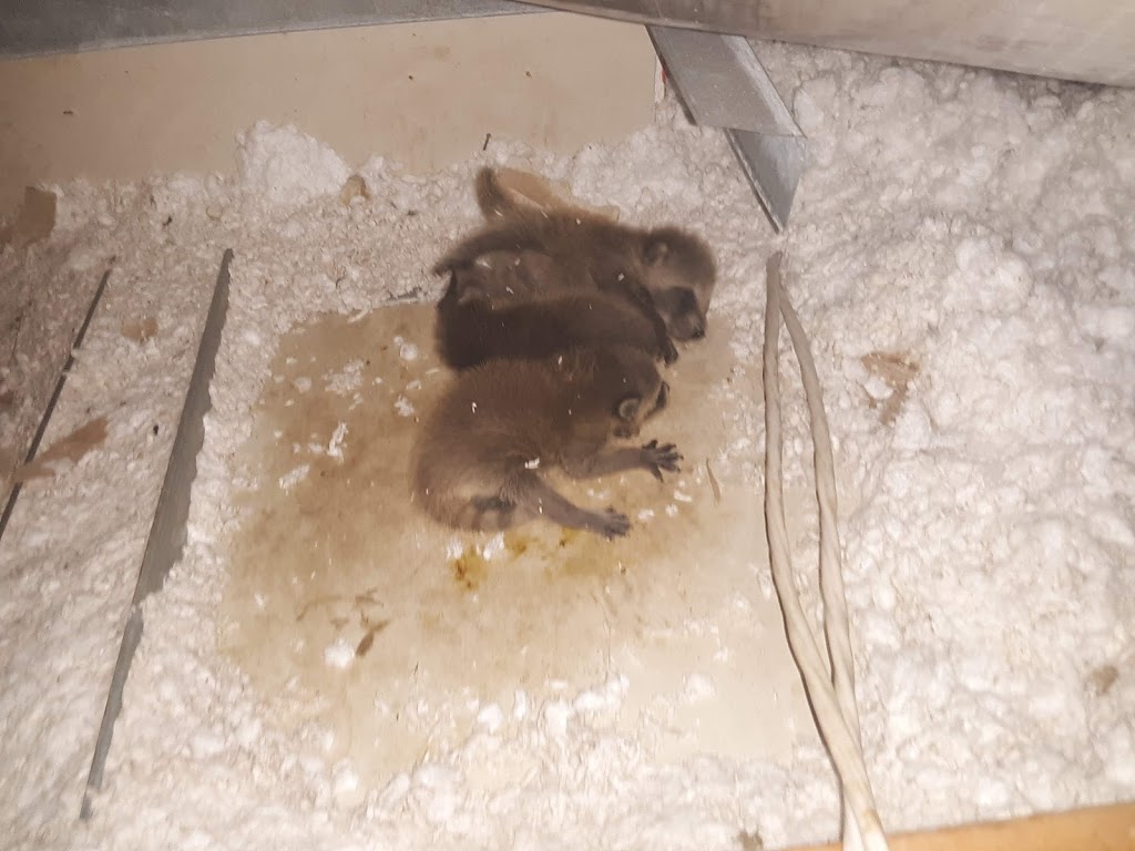 24/7 Wildlife Removal Toronto | 46 Rivercove Dr, Toronto, ON M9B 4Y9, Canada | Phone: (647) 362-9180
