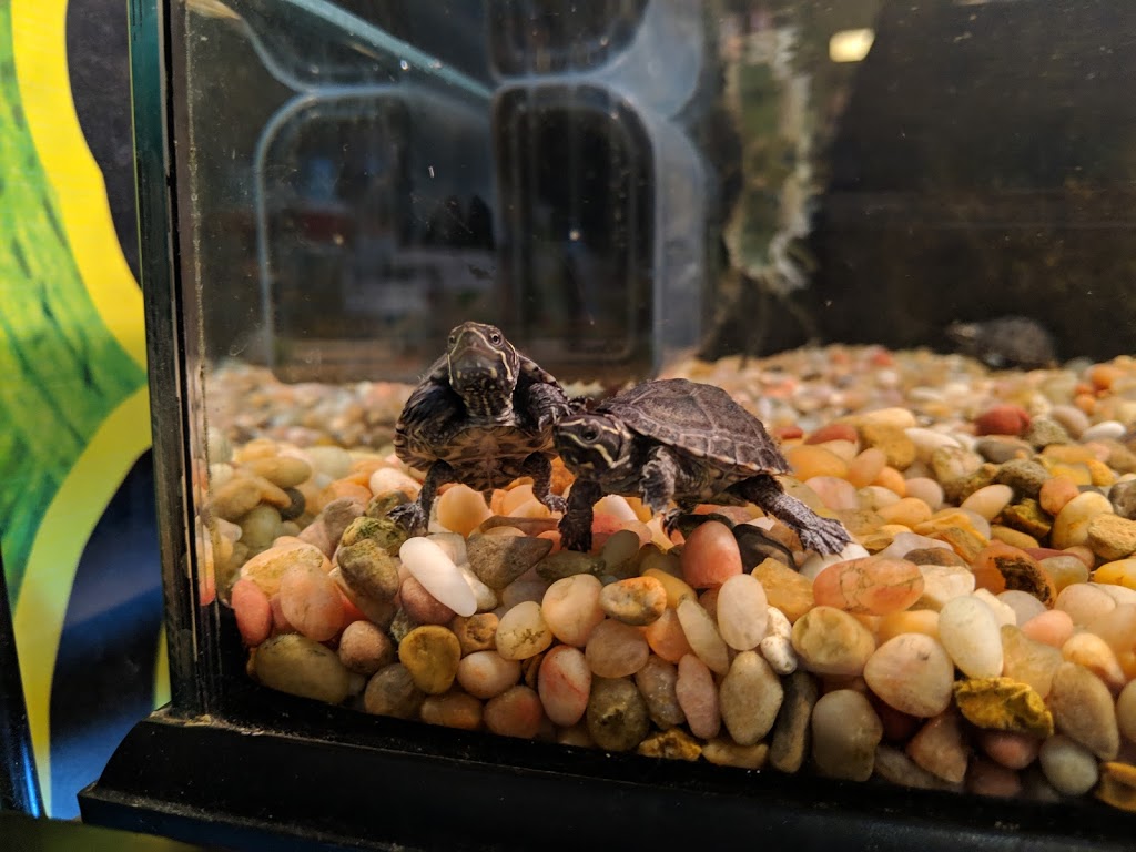 Pets Of The Ark | 178 MB-12, Steinbach, MB R5G 1T7, Canada | Phone: (204) 320-9016