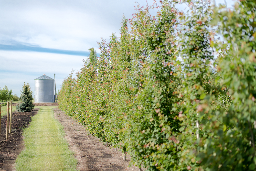 Little Creek Farms Inc. | AB-582, Didsbury, AB T0M 0W0, Canada | Phone: (403) 559-9721
