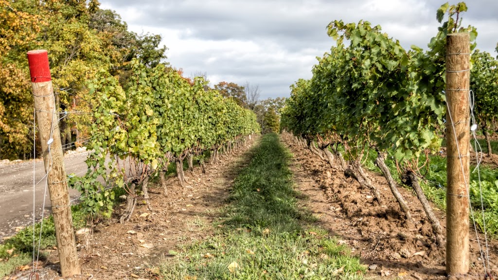 Megalomaniac Winery | 3930 Cherry Ave, Vineland, ON L0R 2C0, Canada | Phone: (905) 562-5155