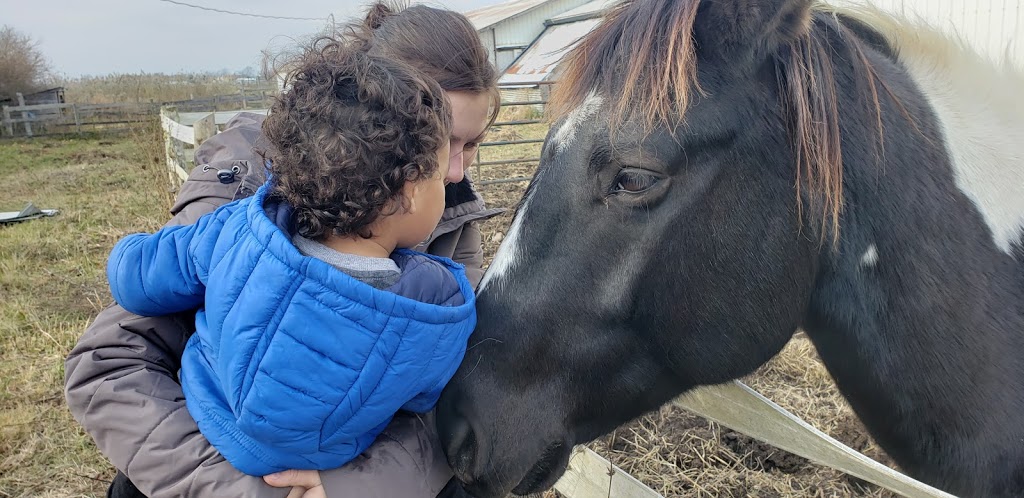 Raven Equestrian | 3816 Mountain Rd, Beamsville, ON L0R 1B2, Canada | Phone: (289) 441-6723