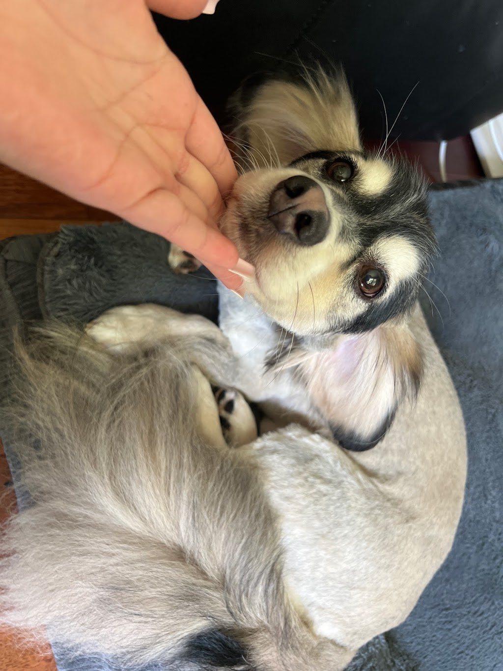 Amazing Pet Grooming | 383 Elgin St N Unit #1, Cambridge, ON N1R 8C1, Canada | Phone: (647) 368-7220