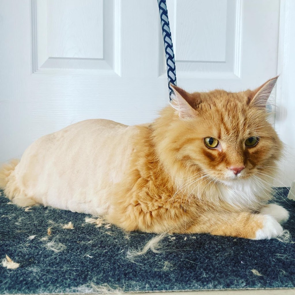 Anti-Floof Cat Grooming | 119 River Rock Pl SE, Calgary, AB T2C 4P5, Canada | Phone: (587) 897-1938